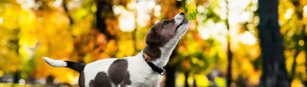 Lernpfote; Erziehungsfehler