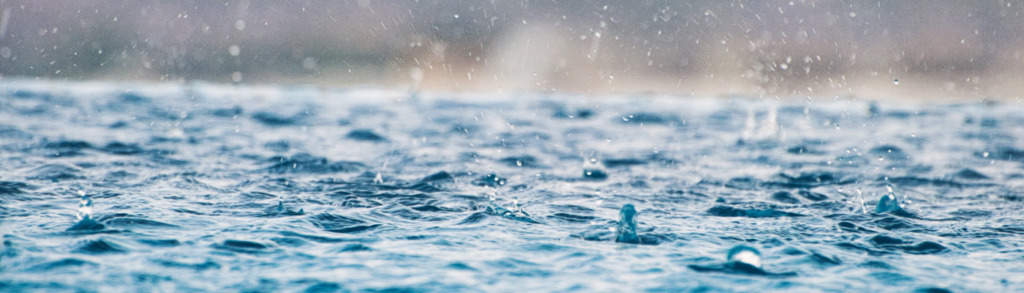 Lernpfote; Wasser überlebenswichtig