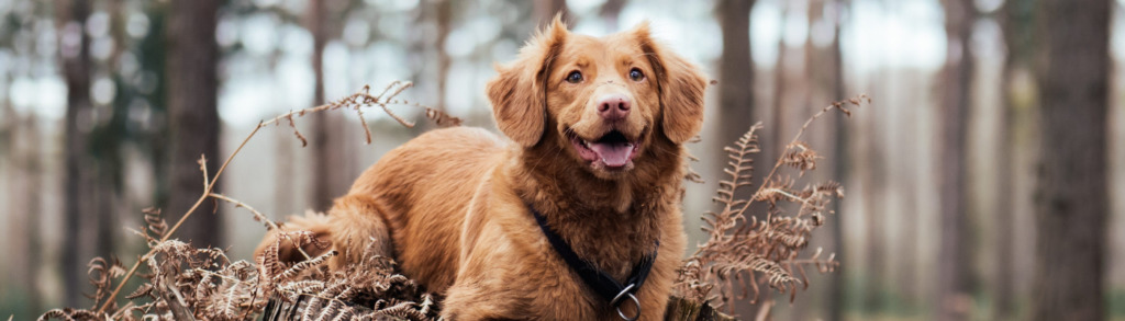 Lernpfote; Glücklicher Hund