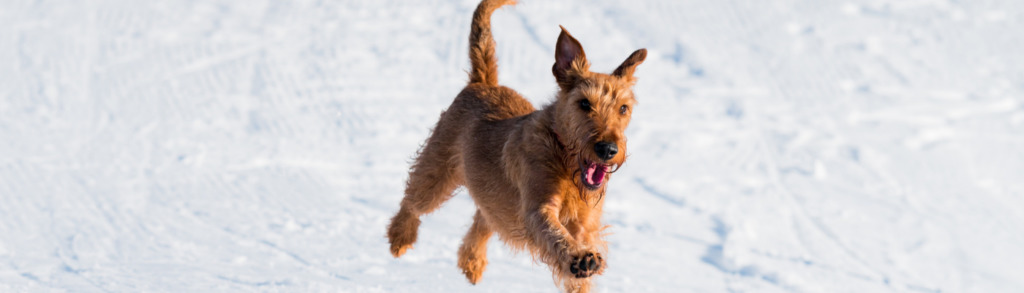 Lernpfote; Glücklicher Hund.