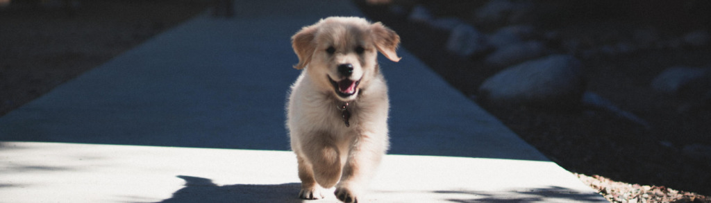 Lernpfote; Ein Welpe zieht ein