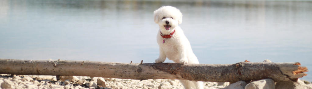 Lernpfote; Glücklicher Hund Lösung 3.