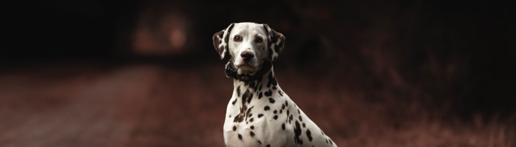 Lernpfote; Glücklicher Hund Lösung 1.