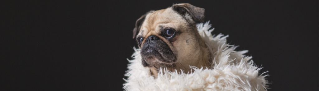 Ourdoordecke ein Muss? - Lernpfote