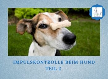 Podcast-Folge 090: Impulskontrolle beim Hund Teil 2 Lernpfote e. V.