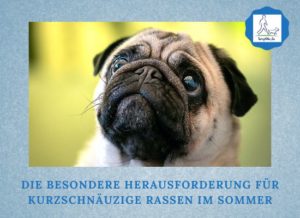 Podcast-Folge 098: Kurzschnäuzige Rassen und die Herausforderung im Sommer Lernpfote e. V.