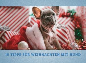 Podcast-Folge 056: 10 Tipps für ein entspanntes Weihnachten mit Hund