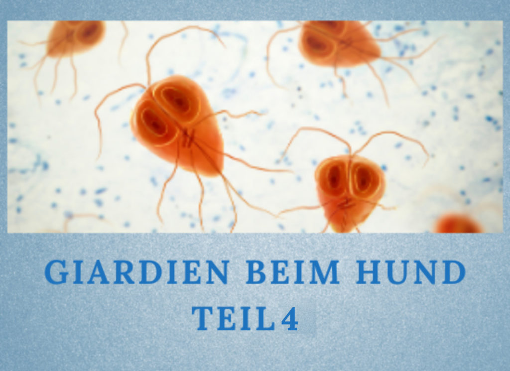 Lernpfote e.V. Podcast-Folge 055: Giardien beim Hund Teil 4
