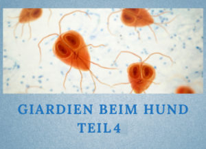 Lernpfote e.V. Podcast-Folge 055: Giardien beim Hund Teil 4