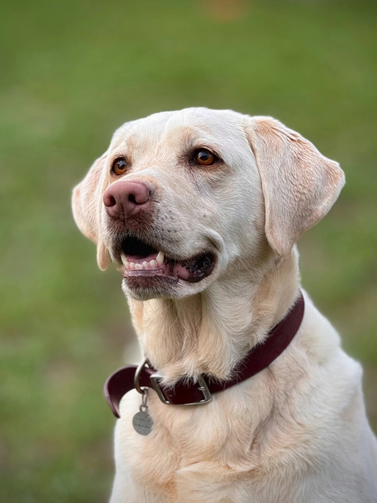 Heller Labrador im Freien, Porträtaufnahme