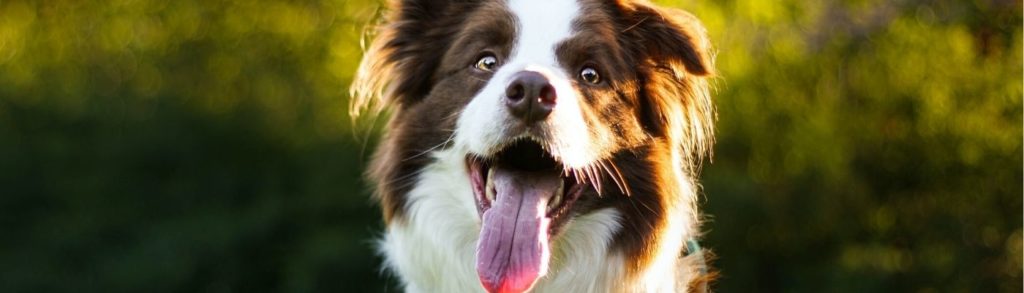 5 Tipps für dein tägliches Hundetraining zu Hause