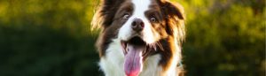 5 Tipps für dein tägliches Hundetraining zu Hause