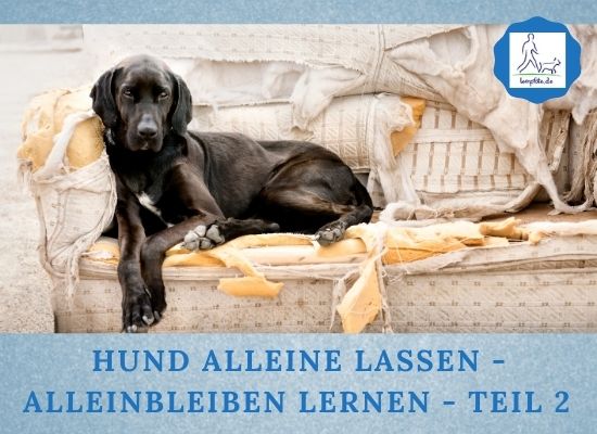 Lernpfote e. V. Podcast-Folge 062 Hund alleine lassen - Alleinbleiben lernen - Teil 2
