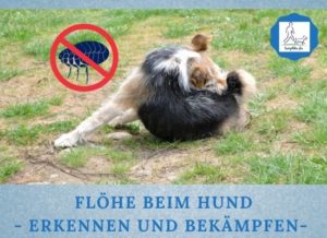 Lernpfote e. V. Podcast-Folge 065: Flöhe beim Hund - erkennen und bekämpfen