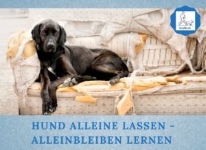 Lernpfote e. V. Podcast-Folge 061 Hund alleine lassen - Alleinbleiben lernen