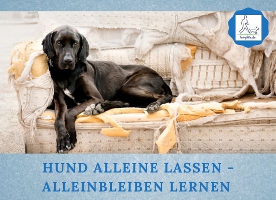 Lernpfote e. V. Podcast-Folge 061 Hund alleine lassen - Alleinbleiben lernen