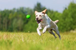 Blogbeitrag: Ballspielen mit Hund Lernpfote e. V. 