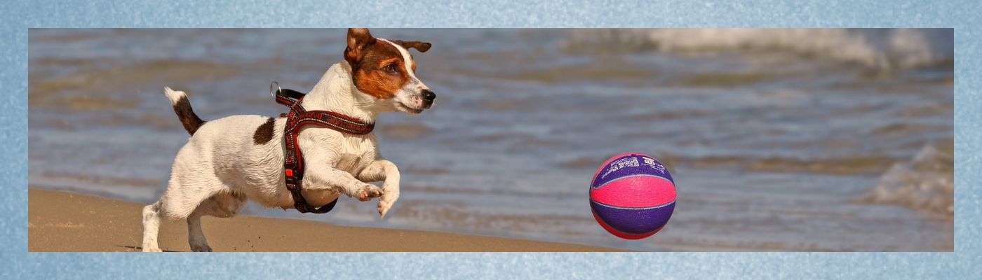 Blogbeitrag: Ballspielen mit Hund - Echtes Spiel oder doch Sucht? -Lernpfote