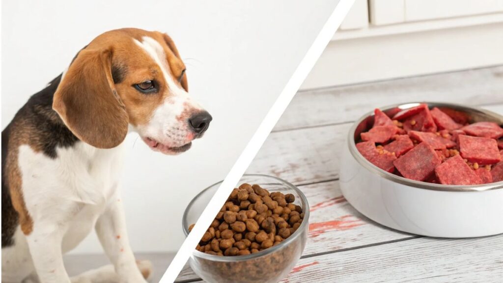 Lernpfote e. V. Blog Beitragsbild Allergien und Unverträglichkeiten beim Hund