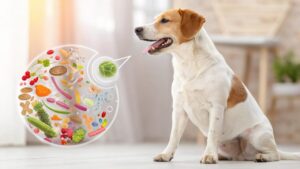 Lernpfote e. V. Blog Beitragsbild Darmsanierung beim Hund nach Antibiotika