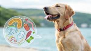 Lernpfote e. V. Blog-Beitragsbild Schwefelwasserstoff-SIBO beim Hund
