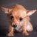 Lernpfote e.V. Blogbeitrag: 10 Tipps gegen Silvester-Stress beim Hund