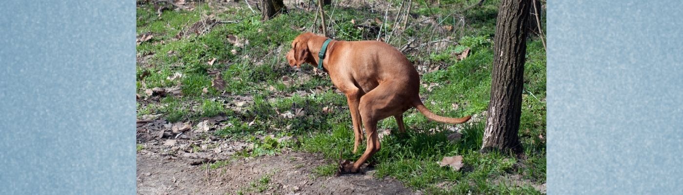 Malteser Ernährung  Hunde - Fit durch Futter