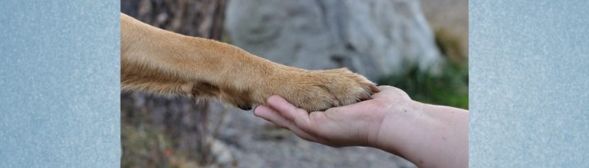 Blogbeitrag: Mythen im Zusammenleben mit dem Hund