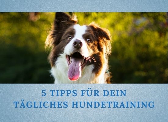5 Tipps für dein tägliches Hundetraining zu Hause