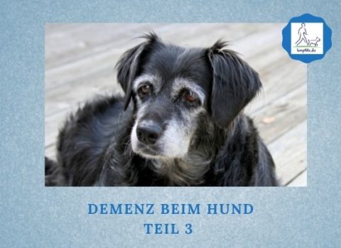 070 Demenz beim Hund - Teil 3 - Podcast-Folge der Lernpfote e.V.