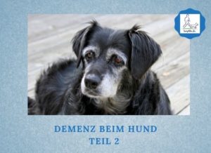Lernpfote e. V. Podcast-Folge 069 Demenz beim Hund - Teil 2