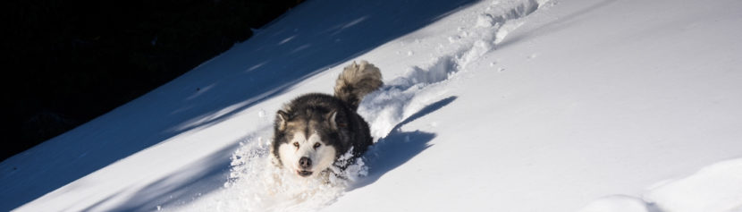 Hundepfoten-Pflege im Winter