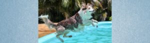Blogbeitrag: Schwimmen mit Hund