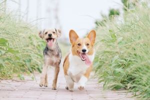 Lernpfote e.V. Blogbeitrag: Schwitzen beim Hund