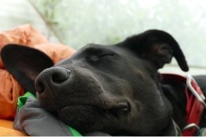 BlogBeitrag: 5 Tipps für dein tägliches Hundetraining zu Hause