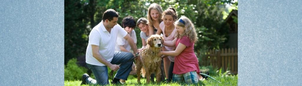 Hund auf Ende des Homeoffice und Sommerferien vorbereiten
