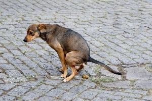 Lernpfote e.V. , Blogbeitrag: Giardien beim Hund