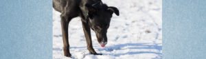 Lernpfote e. V. Blogbeitrag: Schneegastritis beim Hund