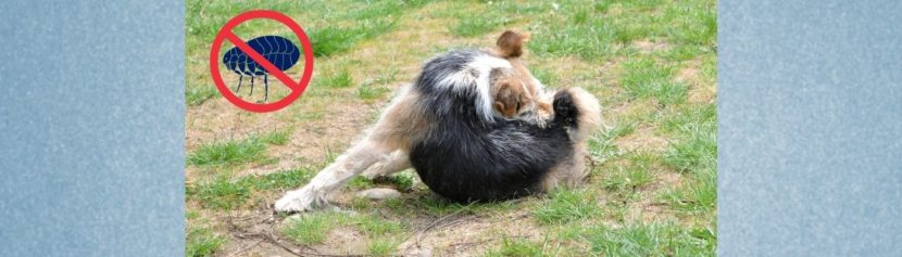 Lernpfote e. V. Blogbeitrag: Flöhe beim Hund - erkennen und bekämpfen