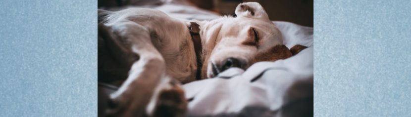 Schlafbedürfnis von Hunden - alle Fakten!