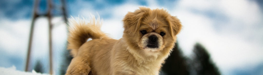 Achtung Bodenfrost - gefährlich für kleine Hunde