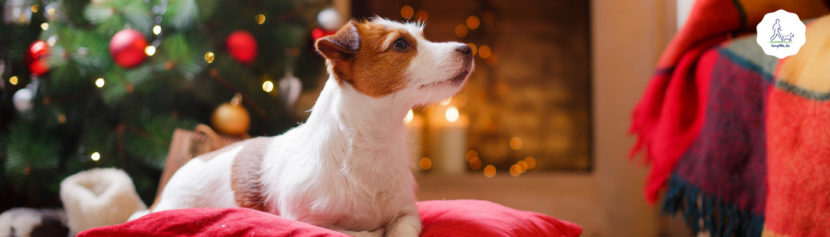 Lernpfote e.V.: 10 Tipps für ein entspanntes Weihnachten mit Hund
