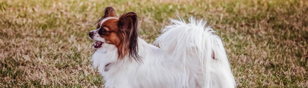 Dein Hund bellt übermäßig? Wir erklären dir die 5 möglichen Auslöser