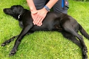 Lernpfote e. V., Erste Hilfe am Hund - Sofortmaßnahmen 