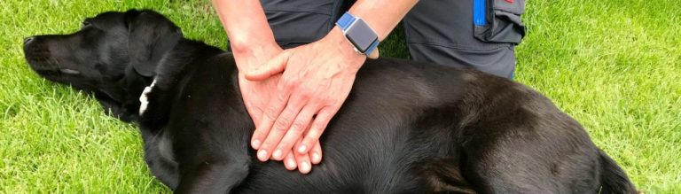 Lernpfote Blog-Artikel: Erste-Hilfe am Hund - Sofortmaßnahmen