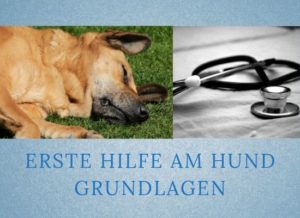 Lernpfote-Podcast Themen rund um den hund Folge 016: Erste-Hilfe am Hund - Grundlagen