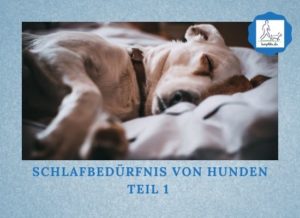 Schlafbedürfnis von Hunden Teil 1