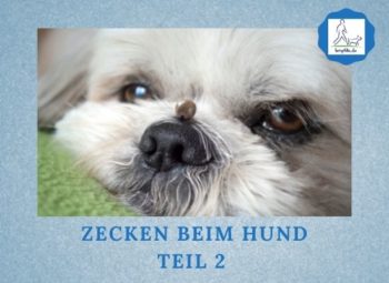 Podcast-Folge 095 Zecken beim Hund Teil 2 Lernpfote e. V.