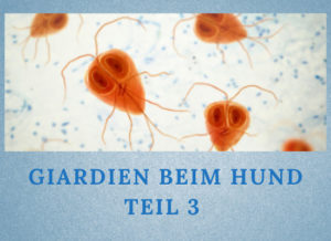 Lernpfote e.V. Podcast-Folge 054: Giardien beim Hund Teil 3