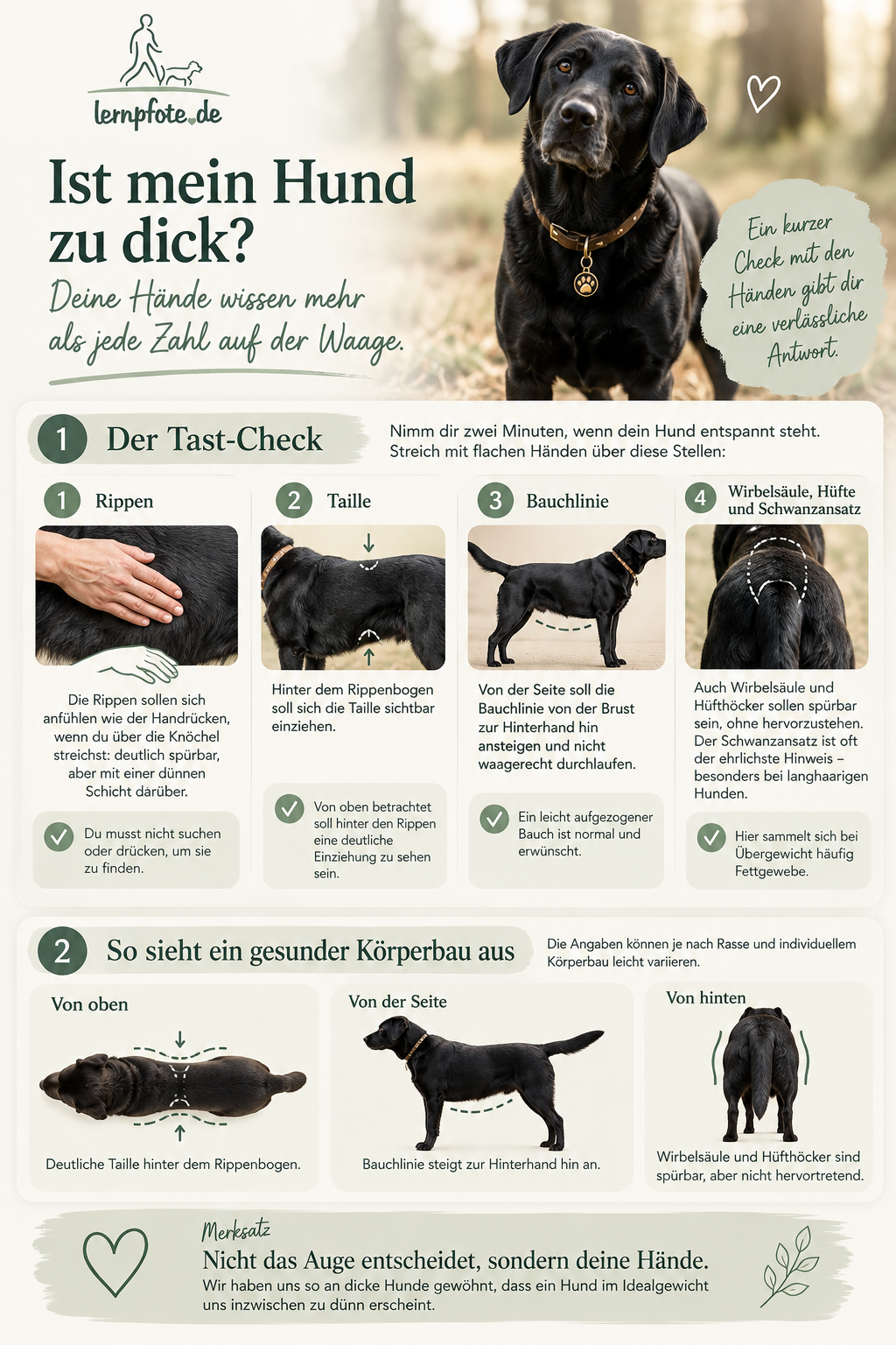 Tast-Check beim Hund: an welchen sechs Stellen du Rippen, Taille, Wirbelsäule und Schwanzansatz prüfst Im Blogbeitrag Hund abnehmen Übergewicht redudzieren von Lernpfote e. V. 